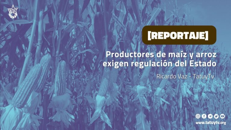 [REPORTAJE] Productores de maíz y arroz exigen regulación del Estado